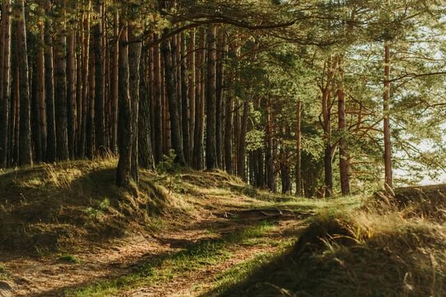 foreste