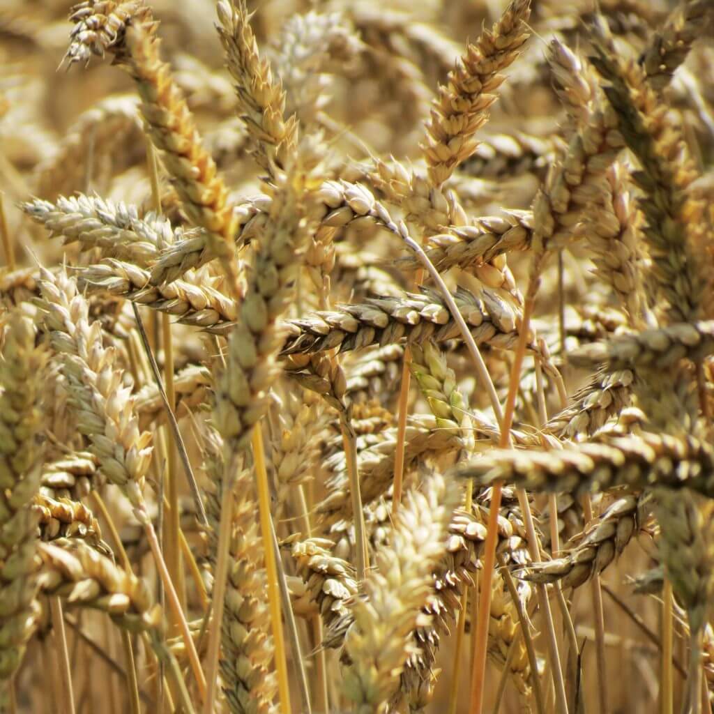 grano